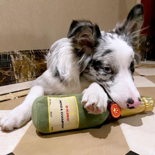 Champagne Dog Toy